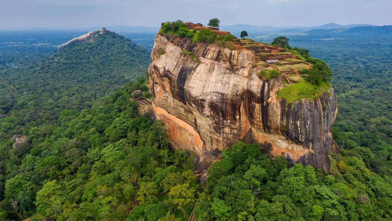 Sun Flower * Sigiriya